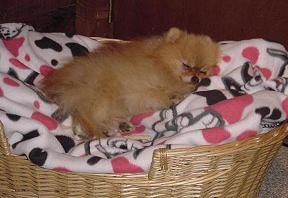 Shhhh! Amber's sleeping