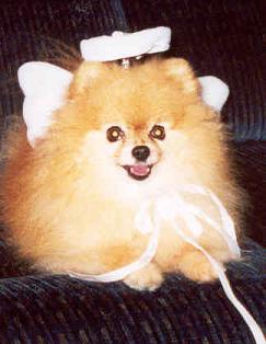 Ginger, my angel