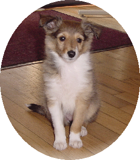 Holly at 9 weeks