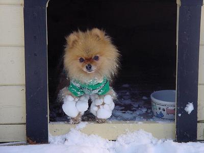 Snowy Legs