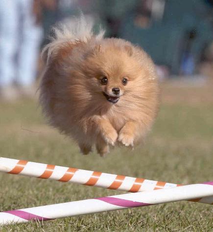 Autumn over the jump
