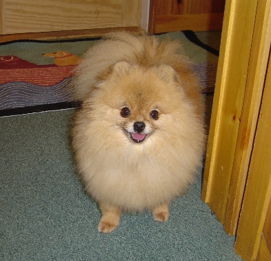 I love the Two Dog Lodge!