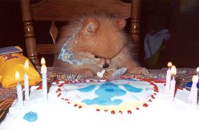 Ginger's 8th birthday