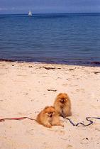 Two kids at the beach in Brewster, MA