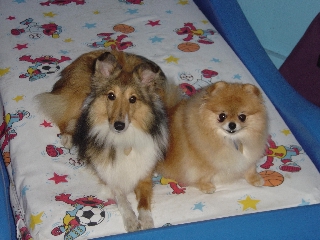 Holly and Angel in Doggie Day Care in Stowe, VT