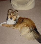 Holly resting