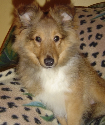Murray