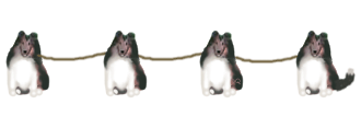Shelties connected by rope