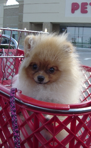 Sophie at Petco