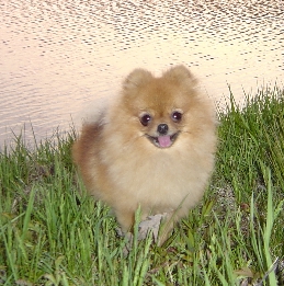 Sydney in the cranberry bogs