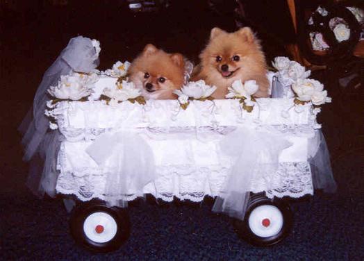 Amber & Ginger in the wedding wagon