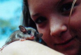 Sugar Possum
