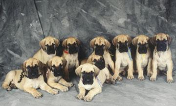 Tori's puppies at 6 weeks photo courtesy of Winged Womyn productions. St. Louis, Mo.
