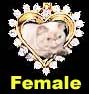 Our female cats