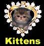 Our Kitten