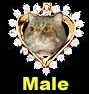 Our male cats