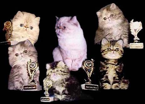 Enter to Diamond Elite cattery