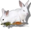 Cute lil bunnies used for logo