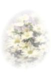Pastel daisy bouquet used for logo