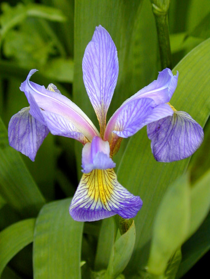 A blue Iris with a touch of yellow on it's pedals