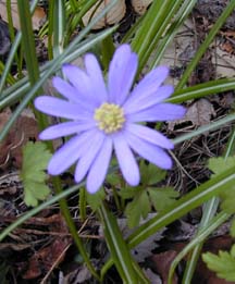 A close-up of a blue windflower