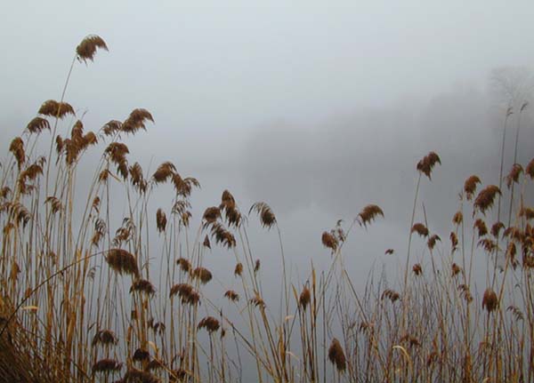 Reeds arround a pond with the reflexion is the trees in the background through the fog