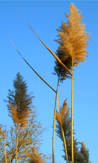 Golden Tall Reed flower tops against a deep blue sky