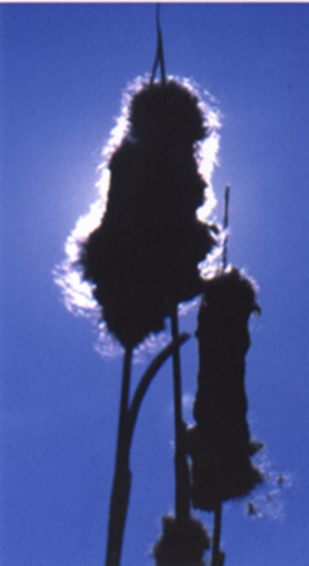 Cattails silhouetted by the sun with a deep blue sky