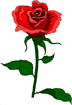 Red Rose