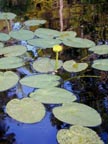Lily Pads