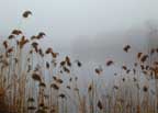 Reeds in the fog