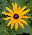 Black Eyed Susan - Aug 2000
