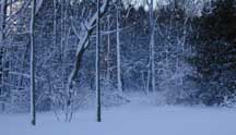 Looking out my back door after the storm on Feb. 2001