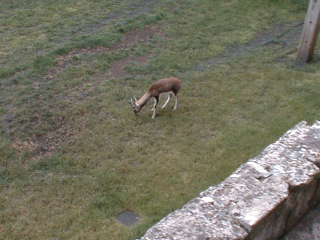 Deer at Tower of London