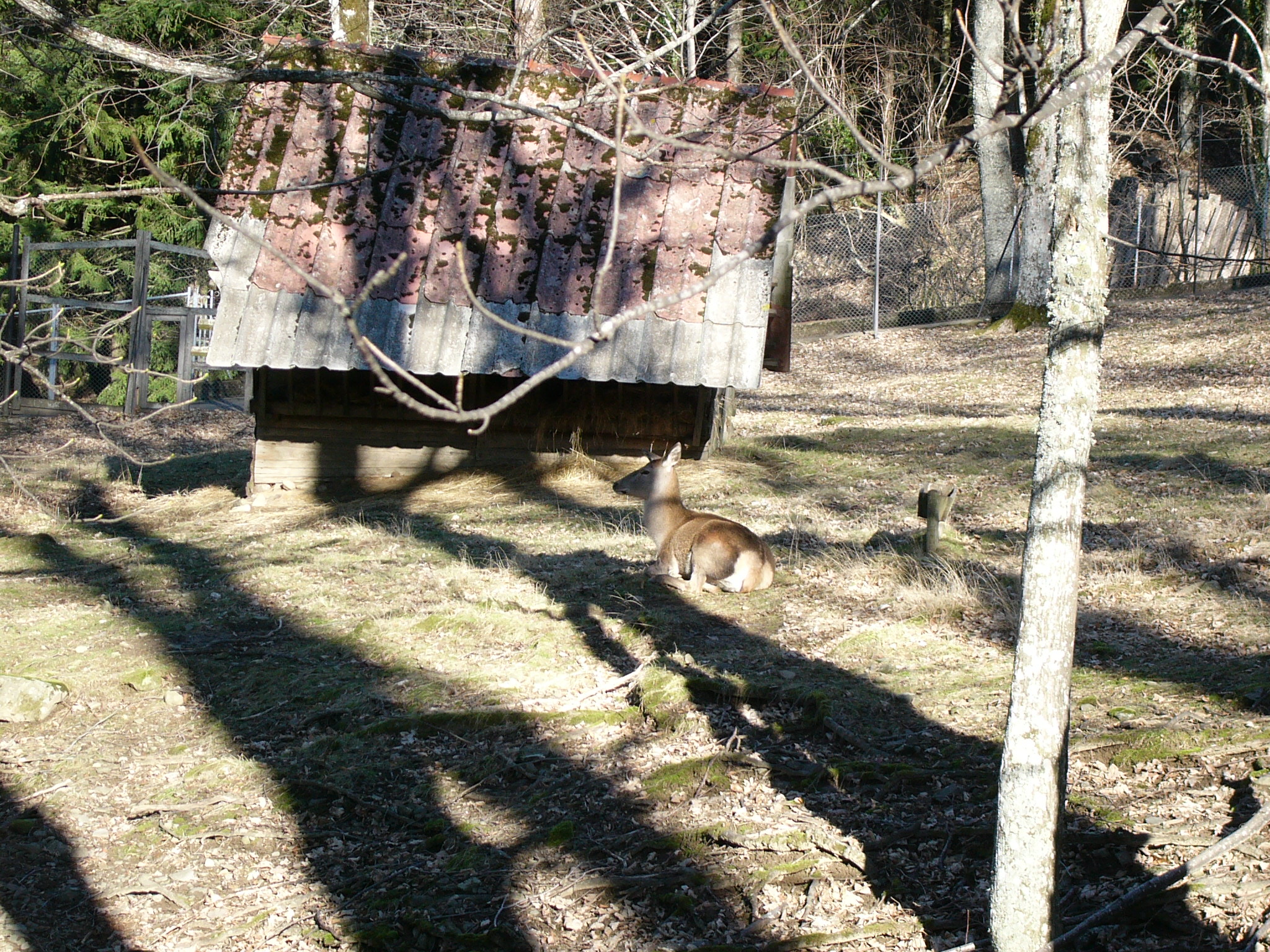 Deer