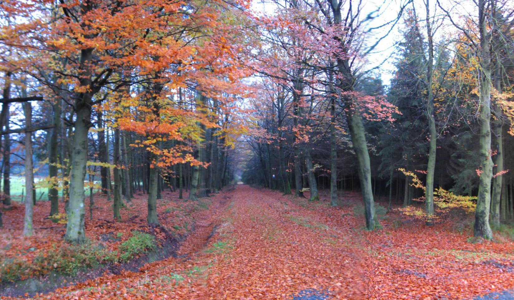 The Ardennes, Belgium&nbsp; October 29, 2008