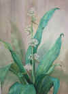 corn-plant.jpg (22470 bytes)