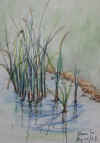 watergrass1.jpg (28087 bytes)