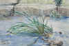 watergrass2.jpg (114787 bytes)