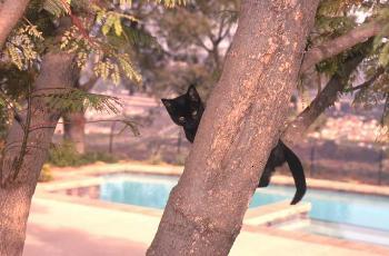 Lost Kitten