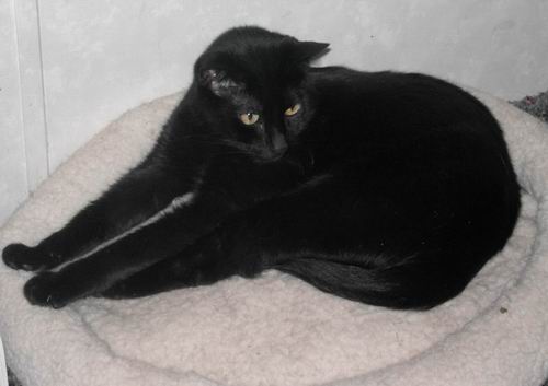 Salem