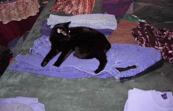 Salem laying on our clean clothing
