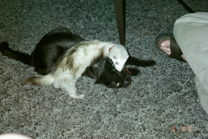 Salem and Tiki