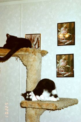 Salem and Skittles