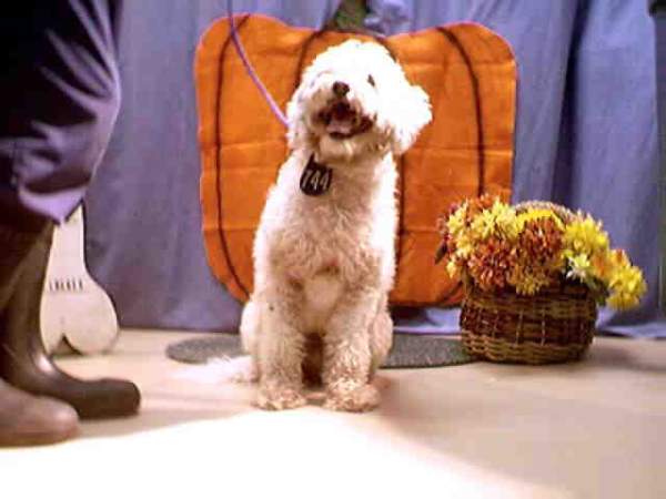 Skipper at the Houston Pound...BEFORE I rescued him!!!!!  This was the picture that STOLE my heart!
