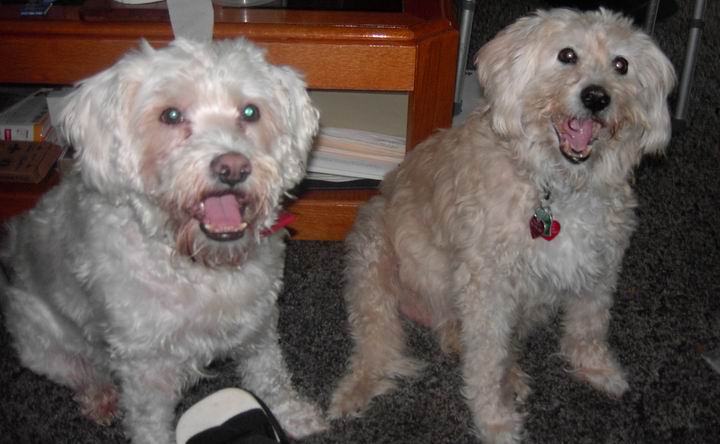 Skipper and Rusty
