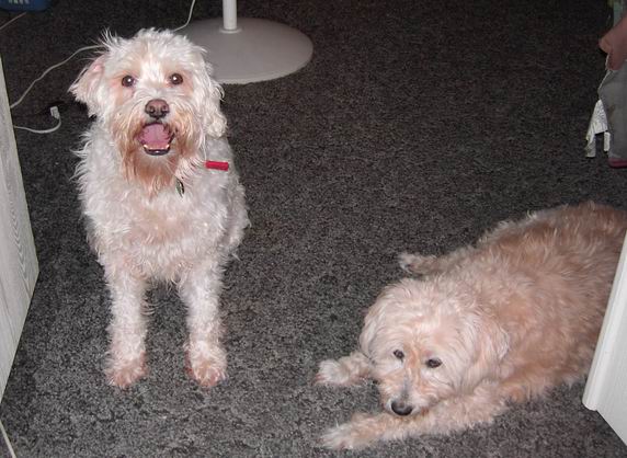 Skipper and Rusty