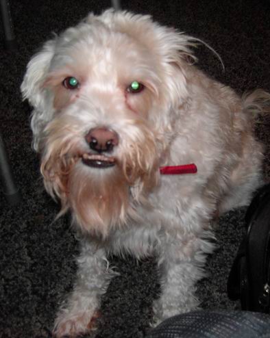 Skipper and his famous teeth