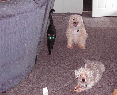 Salem, Rusty and Freckles