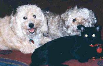 Salem, Rusty and Freckles